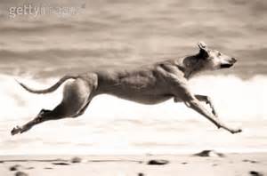 greyhound greyhound